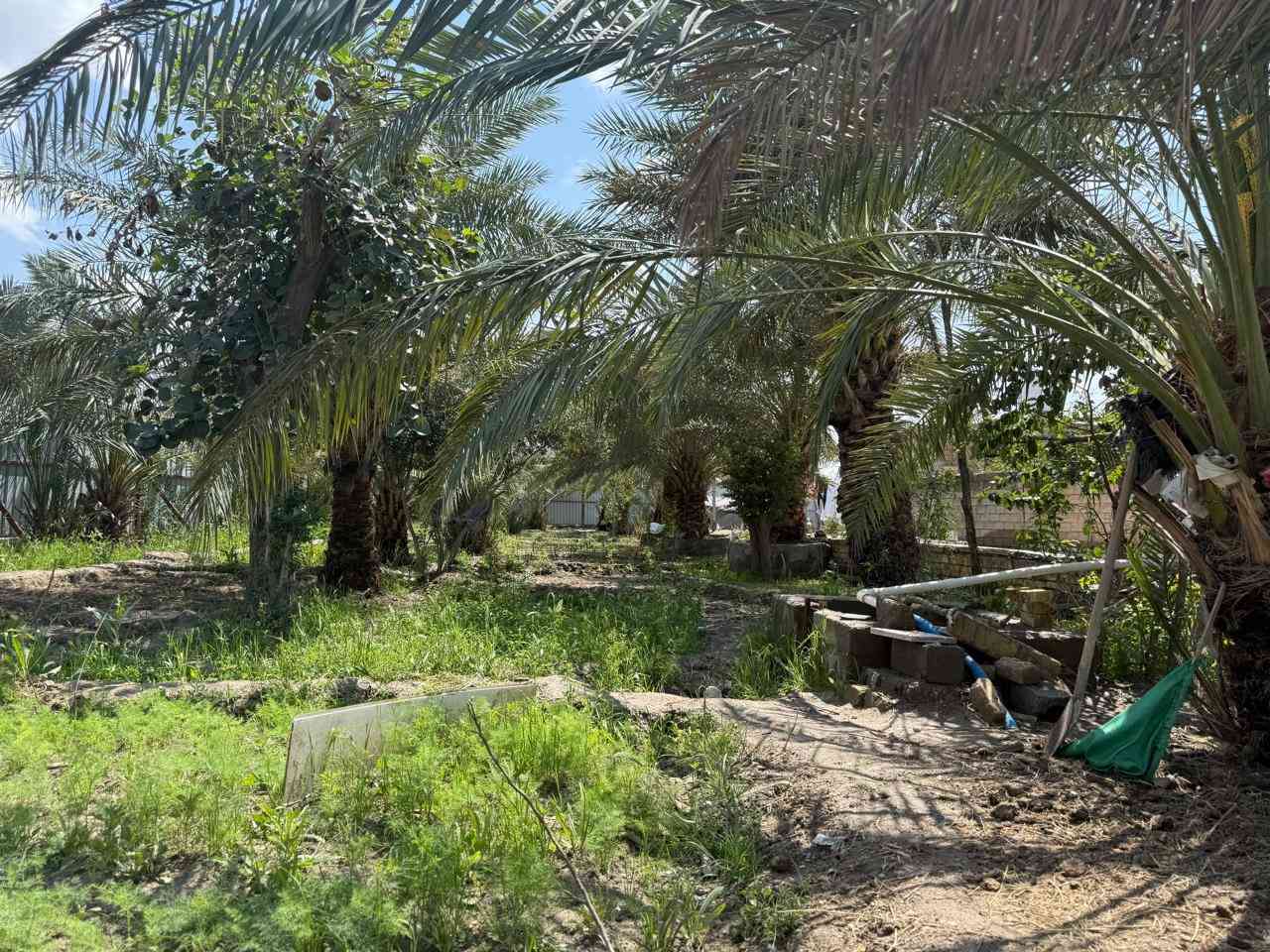 بستان للبيع--ال محينة نزلة الغافلية قرب مدرسة الإمام الباقر:(السعر 220)وبيه مجال

يحتوي بيت عدد 2 ، مساحة كل بيت 300م

1-البيت الاول(صاله عدد 2,غرف عدد3+صيحات)
*البيت نص بناء طابوق ونص الثاني بلوك كهربائي 
*تأسيس ماء جديد و صحيات شرقي وغربي

.
2-البيت الثاني(صاله عدد2+غرف عدد3+مطبخ) 
*البيت بالكامل بناء بلوك كهربائي اصلي
*تأسيس ماء وكهرباء جديد شرقي وغربي

.
البستان يحتوي على 40نخله مثمره منوعه+مختلف أنواع أشجار الفاكهة +حدائق عدد 2 +3مساحه لبناء البيوت 
.
الاستفسار على الرقم 
***********
