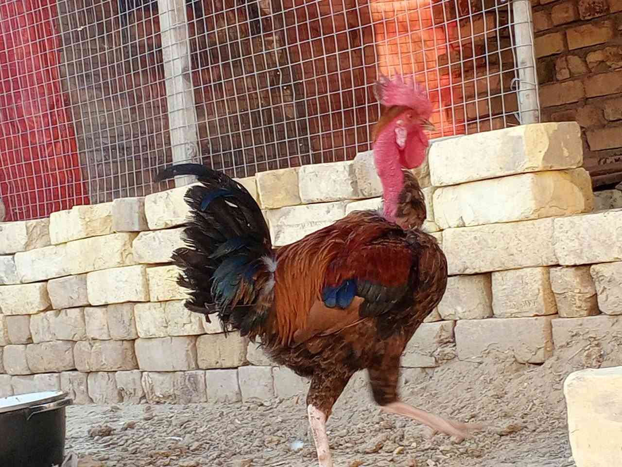 ديچ ابو رگيبه للبيع السعر 16 وبي مجال مكاني الفهود ***********
