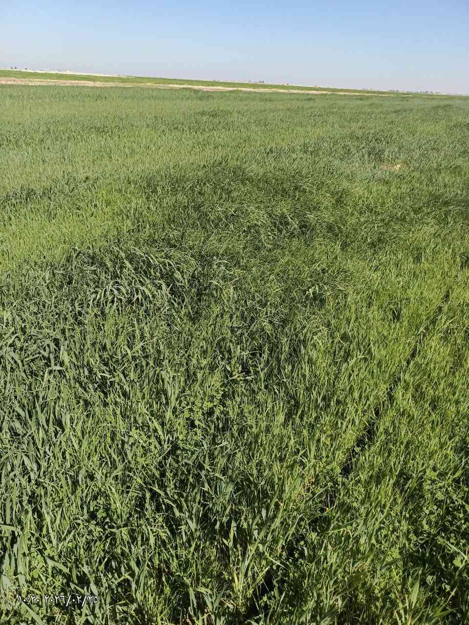 سلام عليكم ..
وين اهل الحلال حنطه چتل للبيع 

المساحه (20) دونم ..

العنوان محافظة الديوانية قضاء الشنافيه قرب صيطرت الخسف ما متواجد عل الفيس الشراي يتصل والمو شراي لا يتعبنه واذا ما عندك رصيد رمش عله هذا الرقم ***********
