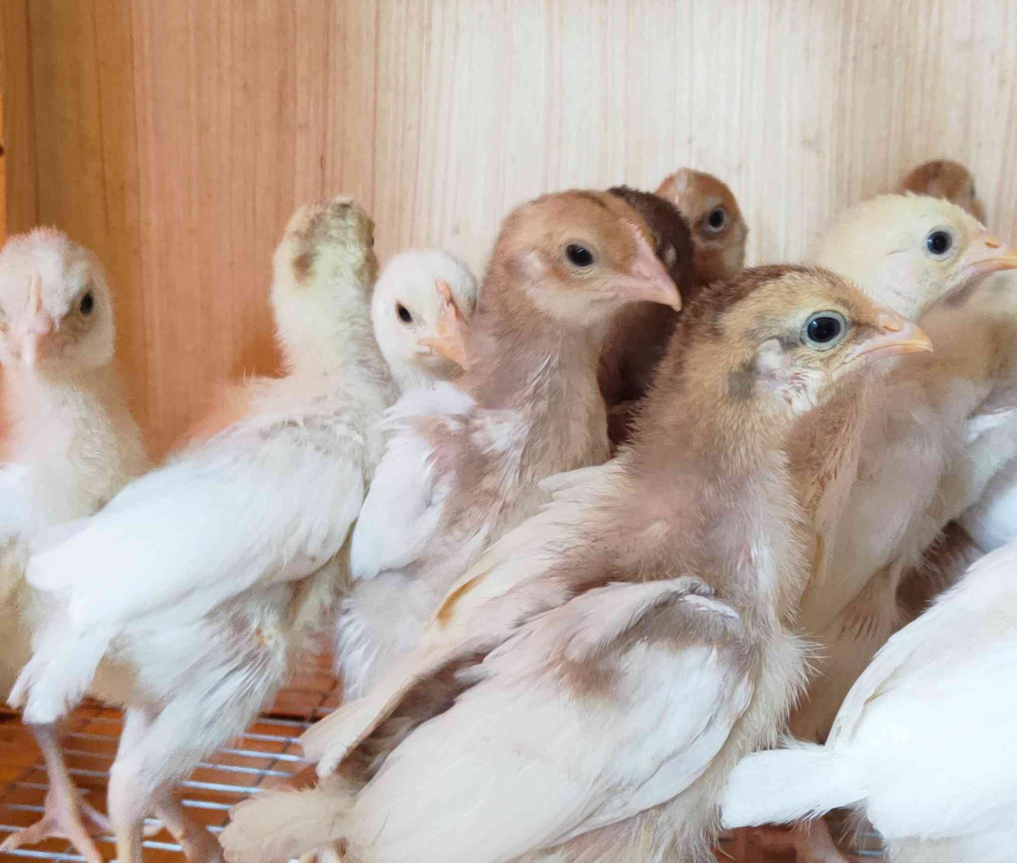 متوفر 8 أفراخ من الامهات المعروضة 

الزوج 10 

مكان كوفة يوجد توصيل داخل النجف 

***********
