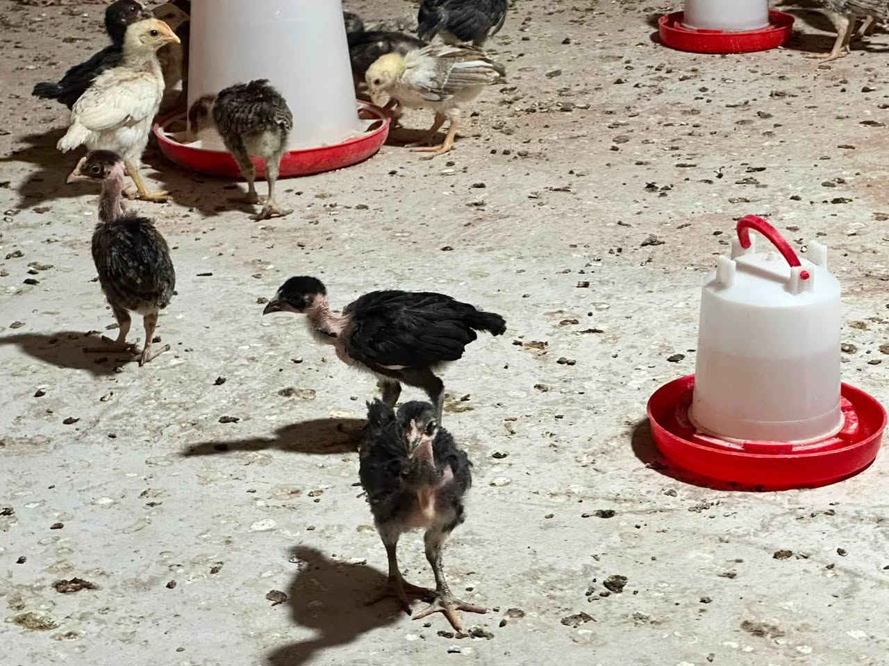 السلام عليكم يوجدافراخ عرب بيهن ابو ركيبه ومفتل للبيع العمر شهرملقحات  ونضاف من اي مرض مال جنيه  سعر التك ٣ الف
العنوان تكريت البعوعجيل ***********
