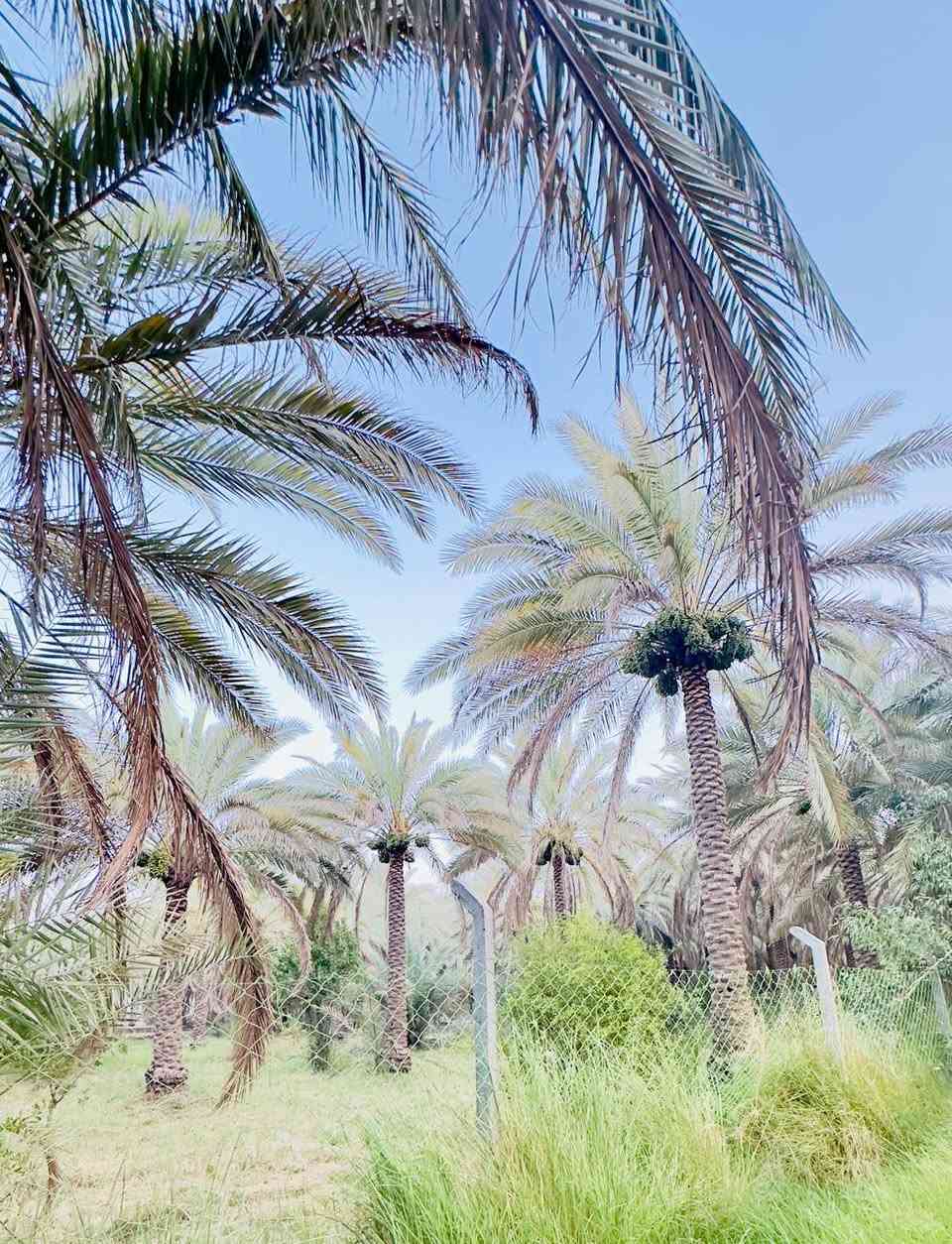 بستان 2000 متر مسيج طابو زراعي سند 25 على طريق بغداد كربلاء عامود 301 تبعد عن الشارع العام 800 مترمتوفره ماء وكهرباء ومولد بيها بتلو مساحه 250 متر للتفاصيل واتساب ***********
