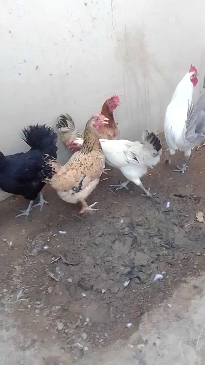 متاح للبيع دجاجه عرب بياض ودجاجه واحده كاركه السوداء عددها كله 4 سعر الزوج 25 الكاركه السودا سعر 20 مكاني قضاء عنه براس الغربي شراي يدخل خاصه ويتصل على رقم ***********
