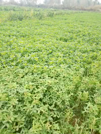 أرض • ٢ دونم • اخوت سالمه