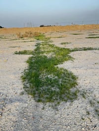 مزرعة • ١٠ دونم • خور الزبير