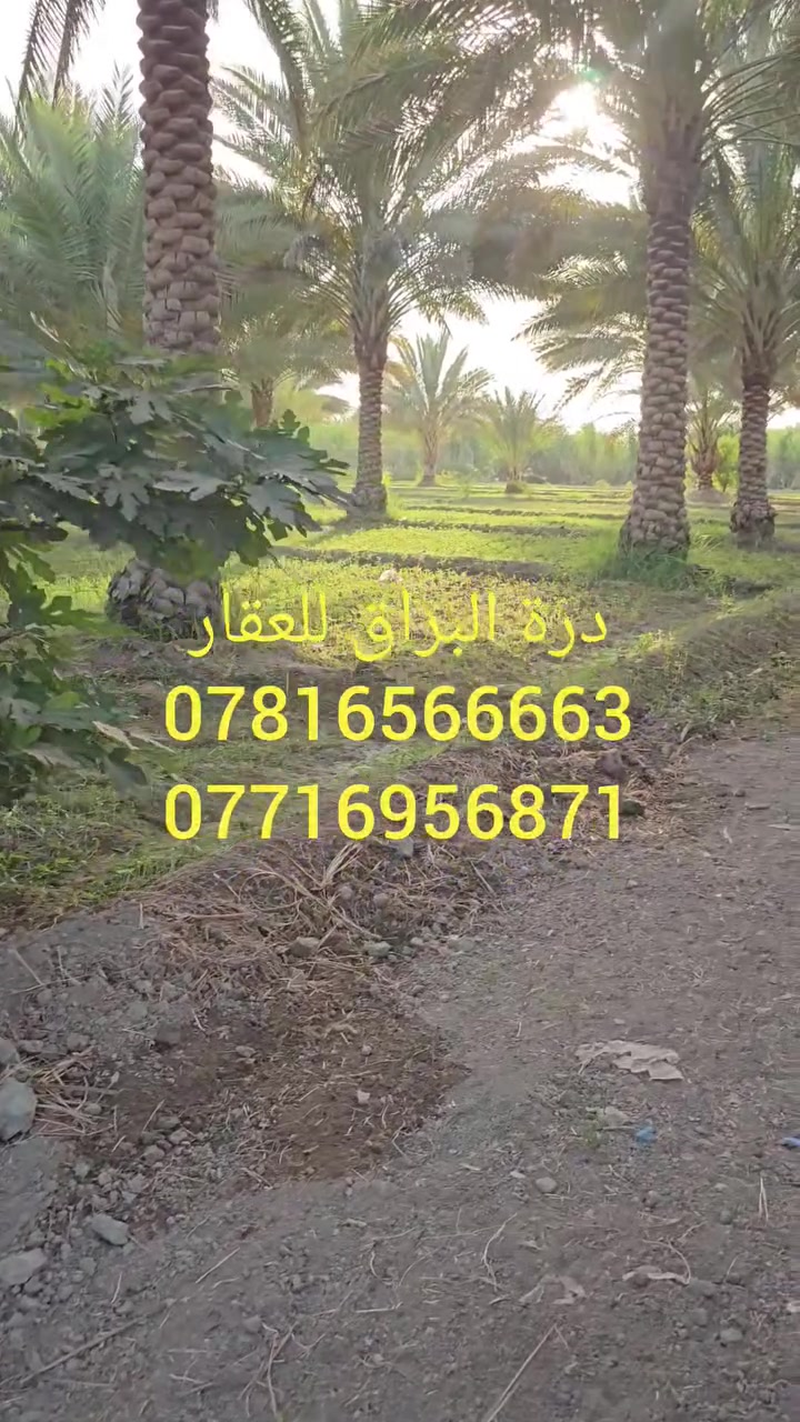 السلام عليكم 
اللهم صل على محمد وآل محمد .
( دونم ) طابو زراعي سند ٢٥ .
تحويل اسهم. 
العنوان : كربلاء المقدسة/ قضاء الحسينية/ منطقة الابراهيميه/طريق بزل مطشر. 
للاستفسار اكثر الاتصال على الأرقام(***********و *********** )
للمزيد من العروض  تابع الصفحة . #الجميع
