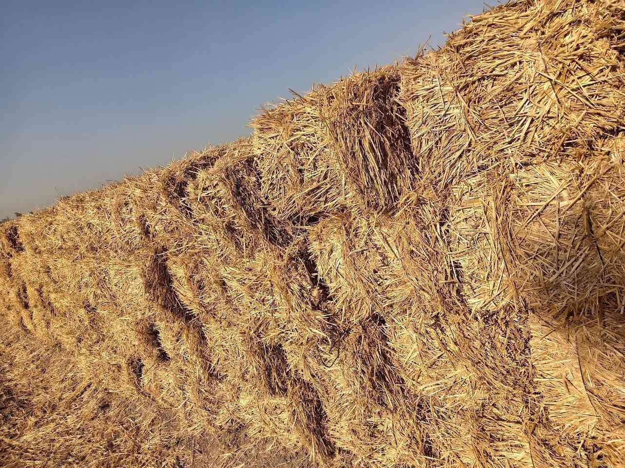 يوجد تبن للبيع العنوان المحموديه شيشبار تواصل مع رقم الهاتف ***********
