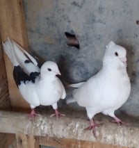 مراوس • زوج طيور حب