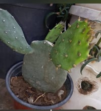 شتلات صبار • تين شوكي • توصيل السماوه