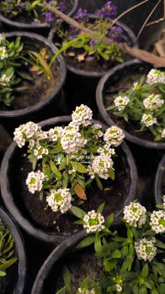 مينا + اليسيوم(شبكة)
متوفر داخل المشتل 

📍 زورونا في موقعنا:
مشتل الأوسكار – حي الحنانة – شارع نجف _ كوفة
(مقابل غرفة تجارة النجف و فريندز كافيه ومطعم شريف– مجاور متنزه الحنانة العائلي)

🕗 أوقات الدوام:
من 8:30 صباحاً إلى 8:00 مساءً

📞 للطلب والاستفسار:
*********** – ***********
(اتصال / واتساب / مراسلة عبر فيسبوك)
 متوفر دفع  زين  كاش ومتوفر ماستر  

🚗 يتوفر توصيل داخل النجف
موجودين في تطبيق توترز لبعض المواد الزراعية 

أهلاً وسهلاً بكم دائماً في مشتل الأوسكار 🌹🌹🌹
