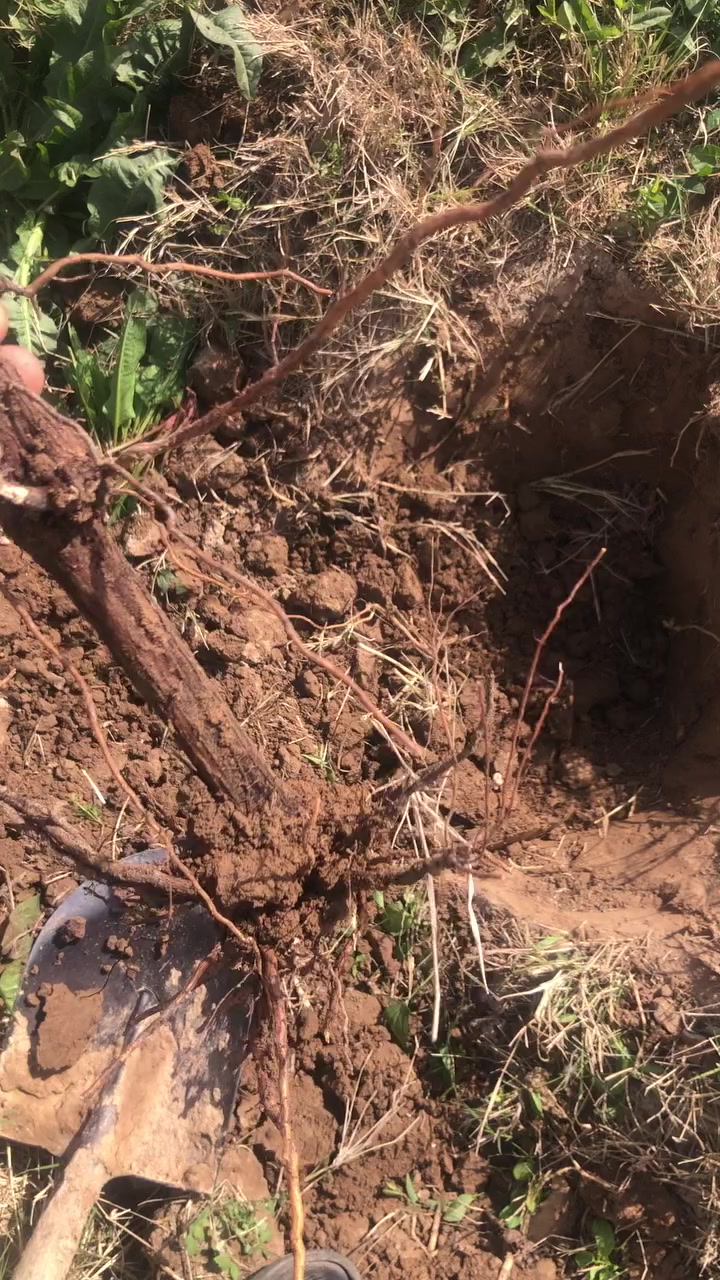 شتلات شده بلداوي حايل تنخيل سعر الشتله الفين دينار مكاني صلاح الدين قضاء الدجيل تتوفر خدمه توصيل لجميع المحافظات


**إذا كنت صاحب هذا الإعلان وتريد حذفه لأي سبب، رجاءا أرسل رسالة إلى الدعم الفني**