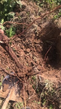 شتلات بلداوي • الدجيل • توصيل