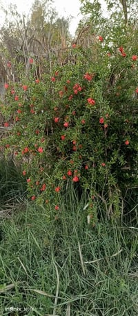 مزرعة فواكه • نخل ٧ أشكال • حي الكرار