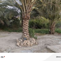 بستان • ٣دونم • المعبره