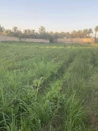 دونم • على شط • سند ٢٥