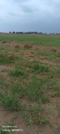 ضمان شاير • خميسيه • ٦٥ دونم