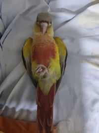 كنيور • جناح مكسور • أليف
