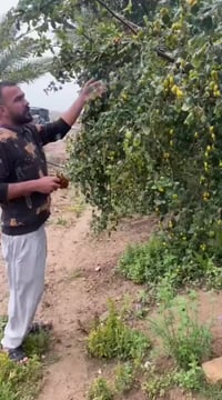 ديالى • تطعيم السدر • تطعيم النبگ