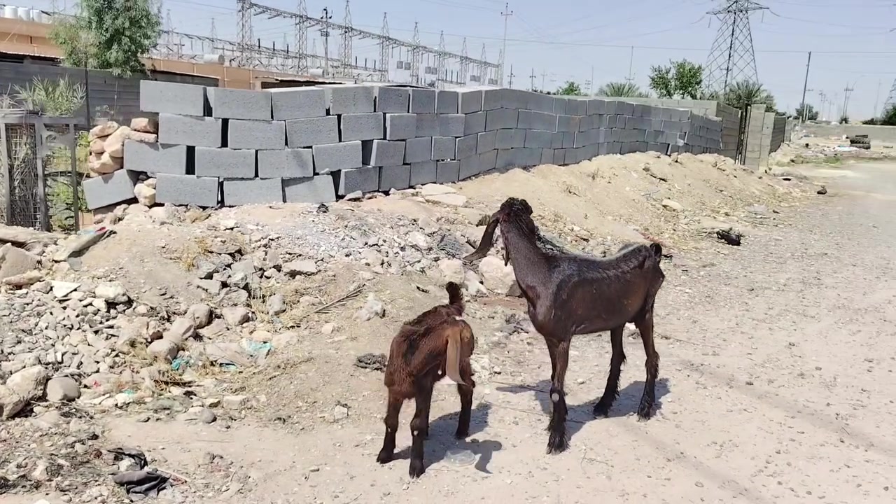 بسم الله تبارك الرحمن 
وين ليدور أصايل جذعه شاميه سوريه أول بطن شرط وراه جدي سوري خشانه حلو حاله زين كامله مواصفات الجنيه مال بيت حلوه ومعالفه فول مواصفات جمه عيون بيض اذان طوال زوادات ماشالله عليه سعر خاص اوتصال ع رقم مكان الانبار حديثه *********** وبي واتساب وحياكم الله

