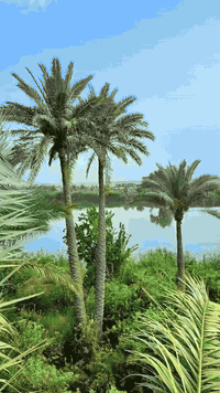 بستان شاطية • ٥ دونم • خدمات كاملة