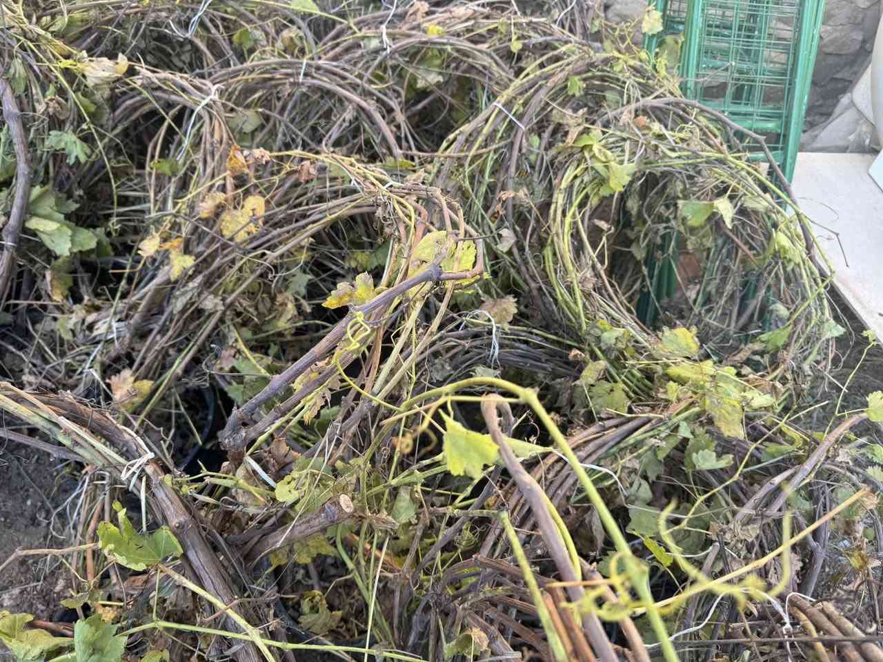 #مشتل_نور_الهدى  **يرحب بكم**
   🌲🌲🌲🌲🌲🌲🌲🌲
على بركة الله 
وأنسب الاسعار 
وصلت وجبه جديده 
من الاشجار النفضيات 
اسماعيل. ***********
احمد.     *********** 
العنوان محافظة الانبار- حديثة صعدة الحي العسكري 
مجاور القاصد للأدوات الاحتياطية / ومجاور فلس ونص
