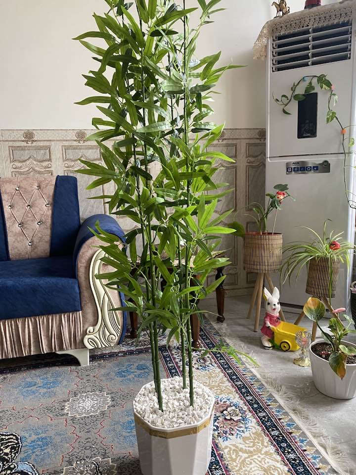 اشجار البامبو الحجم الكبير يتوفر خدمه توصيل 🚚


**إذا كنت صاحب هذا الإعلان وتريد حذفه لأي سبب، رجاءا أرسل رسالة إلى الدعم الفني**