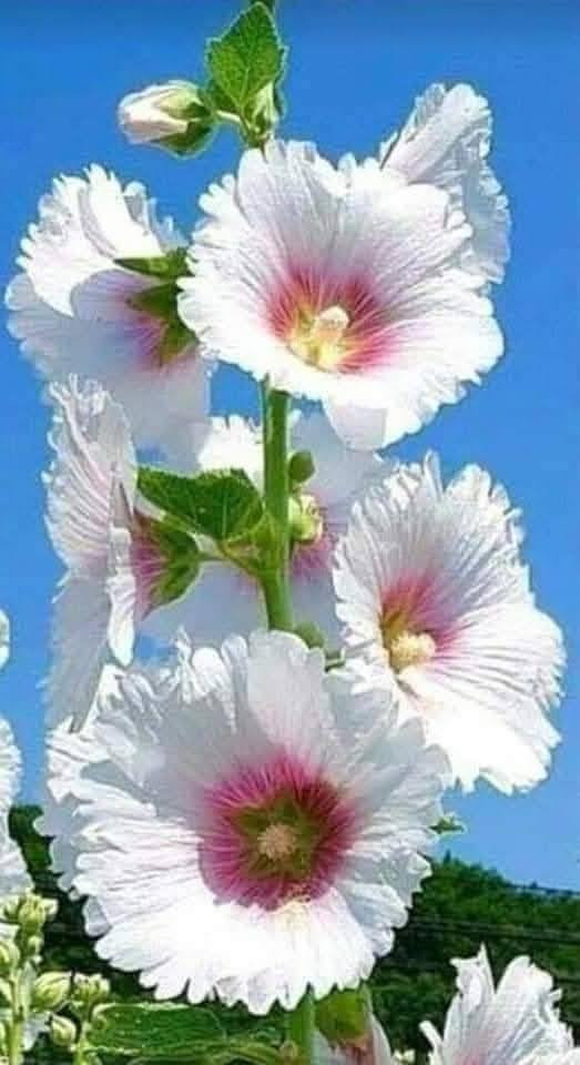 السلام عليكم
للبيع شتلات نبات ورد الختميه
لطلب والحجز واتساب *********** السماوه أو مراسلة الصفحه يوجد خدمة توصيل طلبات داخل السماوه  الكميه محدوده سارع بالحجز قبل نفاذ الكميه
