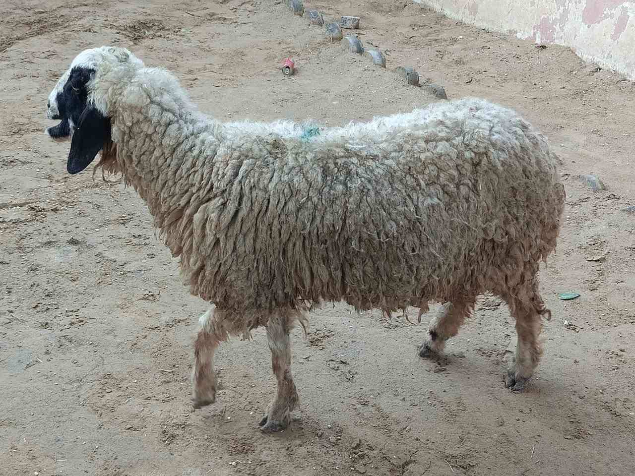 يوجدورجينةعشرة شهرين وشويةمال جنية شرط على اي عيب العنوان بيجي حي ***********
***********
