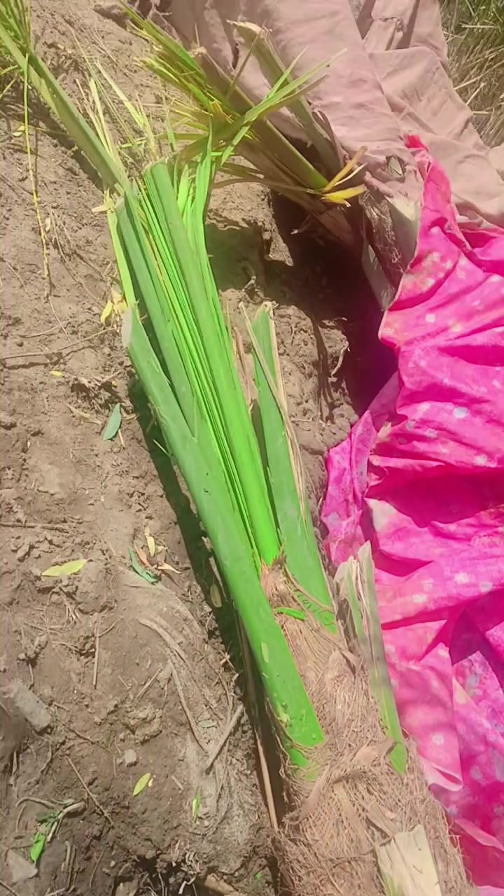 فسايل عجوه سعر الفسيله 110 الف ***********
