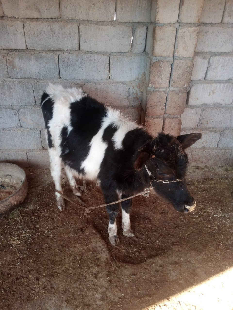 السلام عليكم
مكلف بل نشر تريد خابر راعيها
بقره رغوث وراها حوليه 
حليب خير من الله 
مكفله على كل عيب 
شرط النصائحه 
العنوان قريه شكرا 
رقم الموبايل ***********
