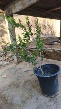 يوجد شتلات ورد وأشجار توصيل من ورد جوري شجيرات المينه و ورد الجمال الق...