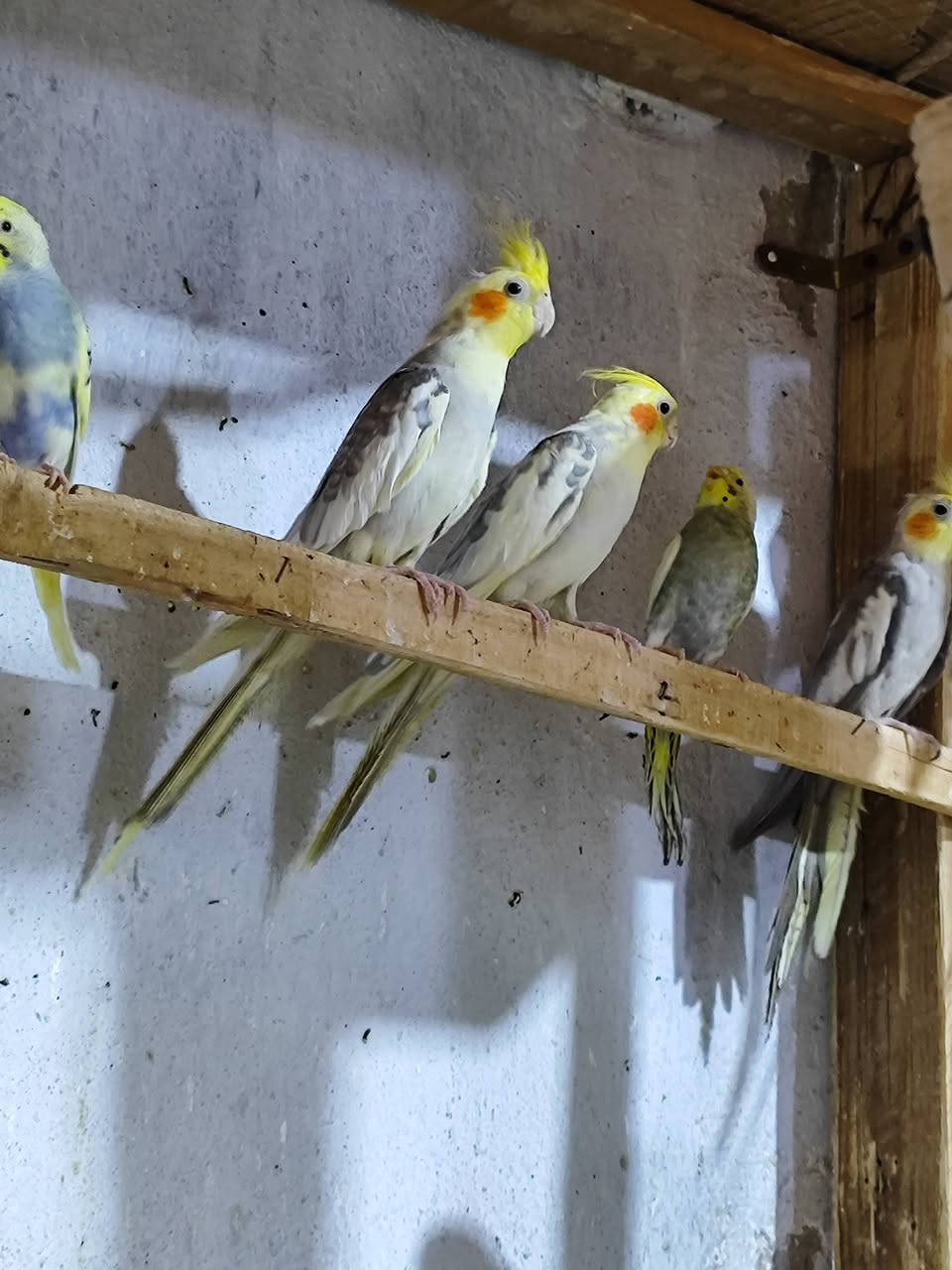 السلام عليكم كوكتيل العدد 4 افحله سعر التك 25 الف شرط التلقيح و الانتاج عراقي 
واتساب 
***********
