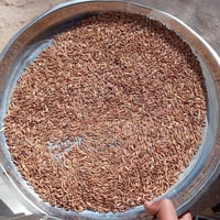 بذور عنبر • نظيفه • نجف الاشرف