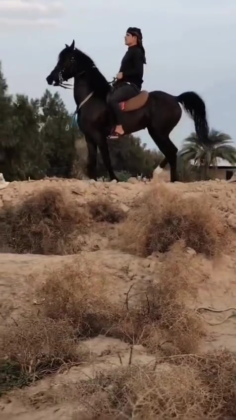 يالله  وين عشاكت زين فرس لبيع   مصريه درجه وله خط جمال محجله تك  وره ورثمه  عشار ٣شهر من حصان بطل   فناص كسر وراق كامله شرط لخياله راس وشليل مال زماط كشخه وستعراض مجماليه فول رتفاع ١٥٤فرس كلفه  شراي تصل ‏‪***********‬‏ بيه وتساب لاسيه ‏‪***********‬‏
