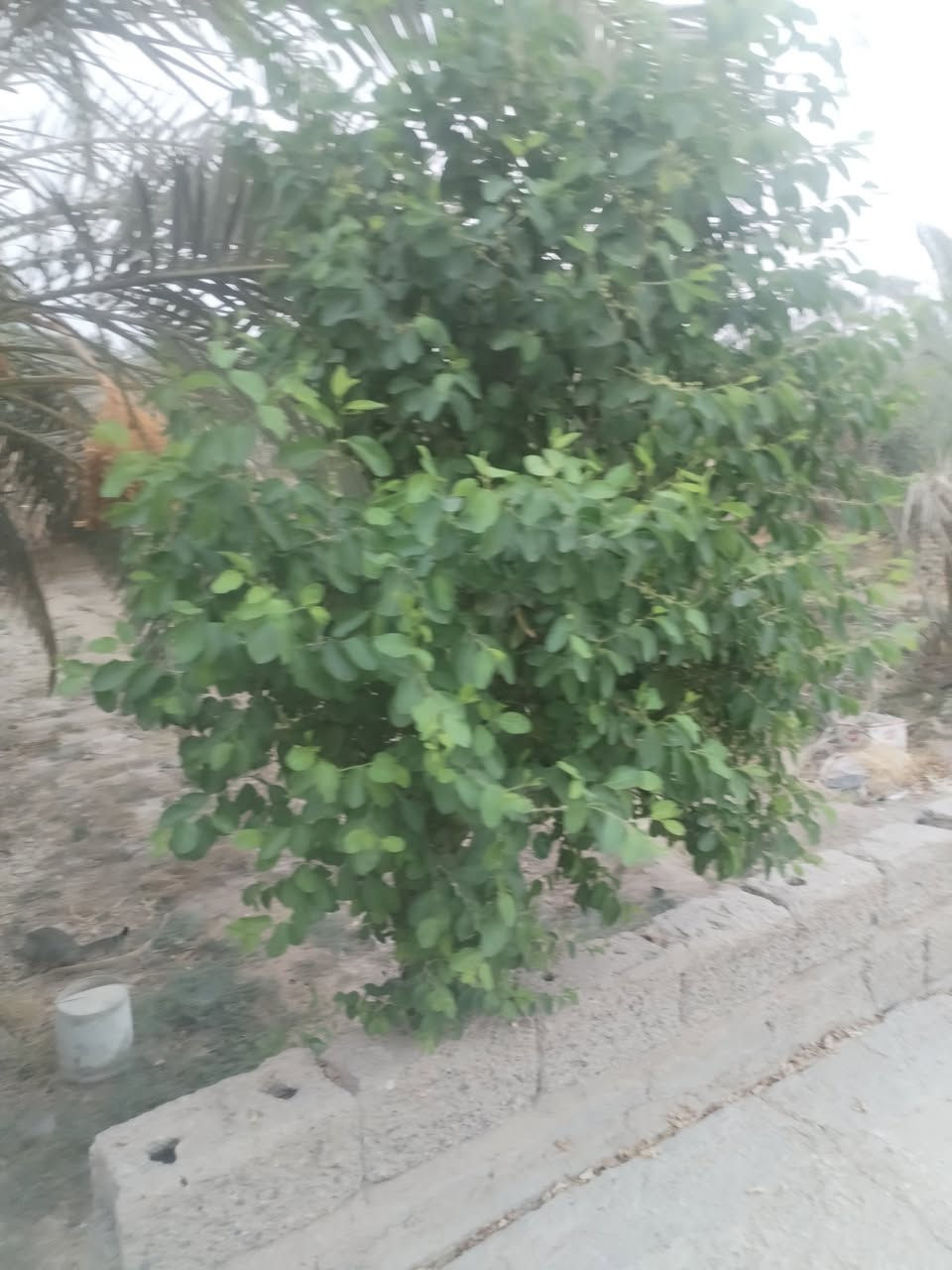 سلام عليكم ورحمة 👇
متوفر بستان للبيع طابو صرف عراقي 👍
 تحويل سهم بالطابو
المساحه دونم 2500 متر 
 يقع في أبو الخصيب السيبيليات قريب على الطريق السياحي يحتوي على بيتين
يحتوي على انواع كثيره من النخيل
والأشجار
وعلى نهر
سعر 365 وقابل للتفاوض
جيران ناس ذهب 
للاستفسار الاتصال على الرقم
***********
