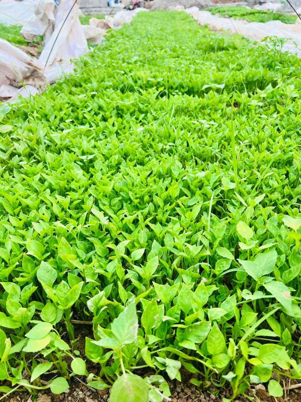 دايه فلفل بونازا واميرال
وبيذنجان برشلونه طول اللوح١٥٠ والعرض ١٢٠ الثخن خير من الله للحجز والاستفسار التواصل مع الرقم الموجود في الاعلان ***********
