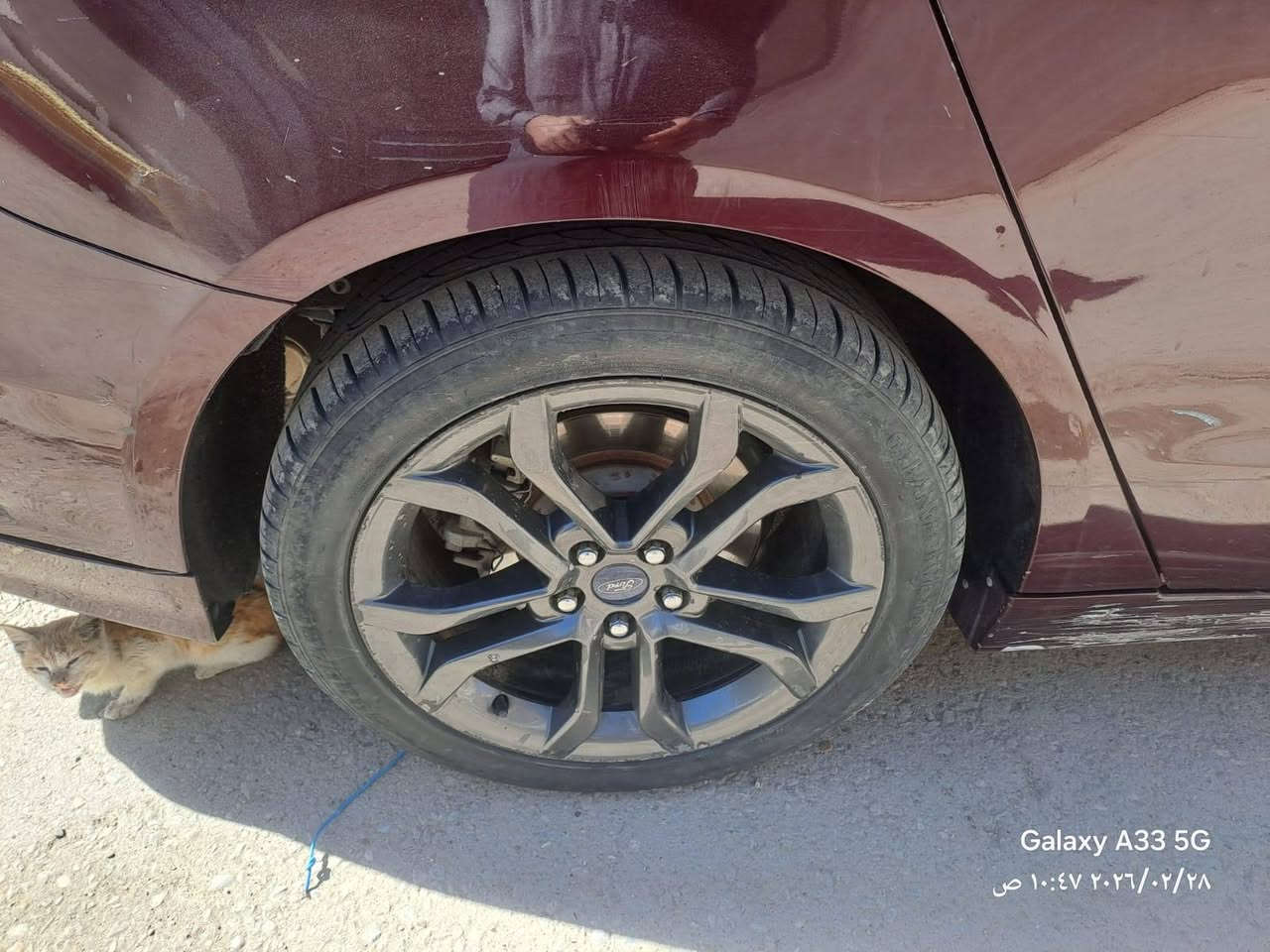 تخم ويل كب فيوجن اصلي  حجم 18 للبيع 
السعر 300 دولار 

للاستفسار ع الرقم ***********
