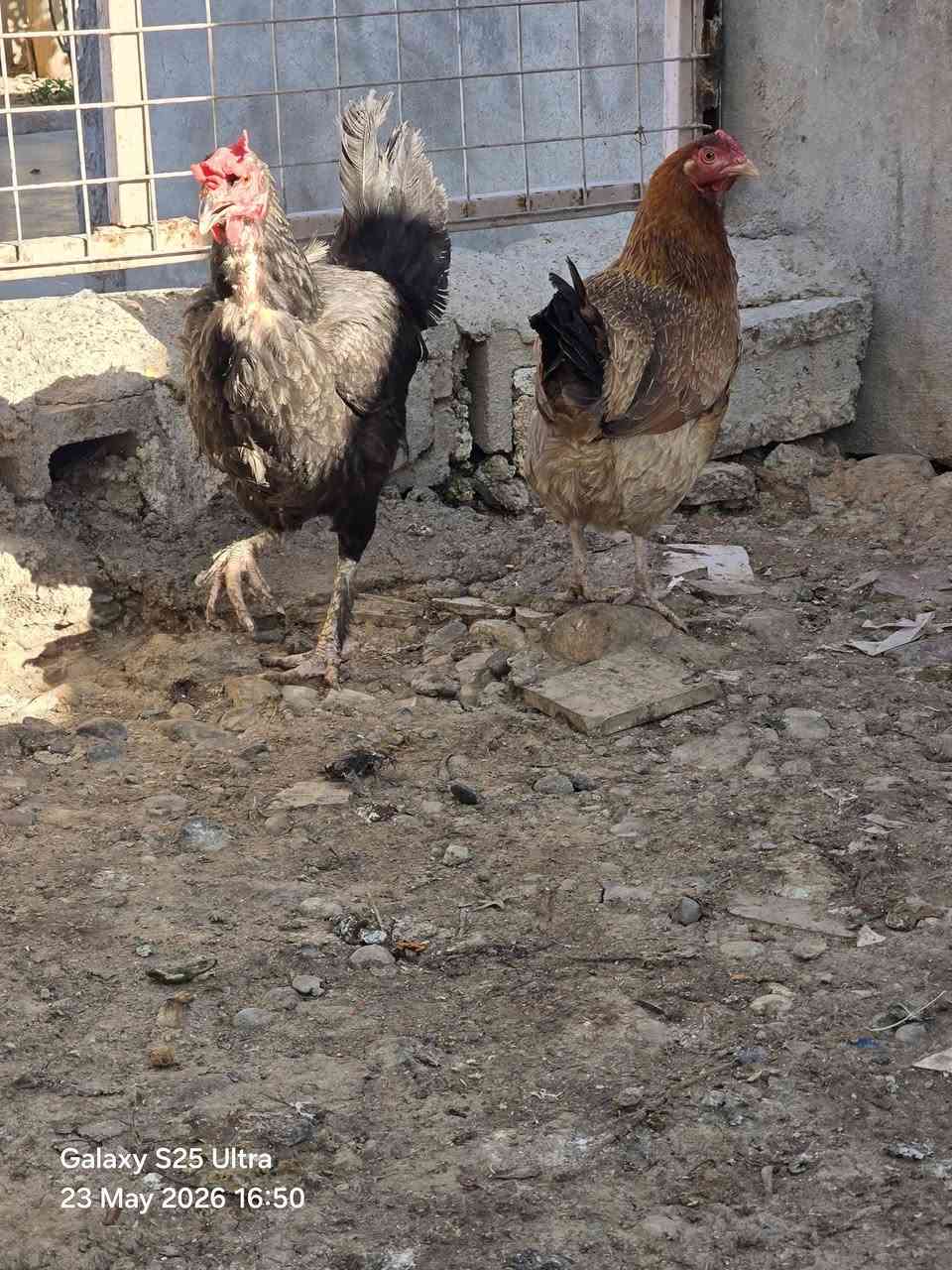 مریشکی کڕ 3 دانە بۆ فرۆشتن نرخی بەگوێرەی حەجمی کامت ویست مەسج بکە


**إذا كنت صاحب هذا الإعلان وتريد حذفه لأي سبب، رجاءا أرسل رسالة إلى الدعم الفني**