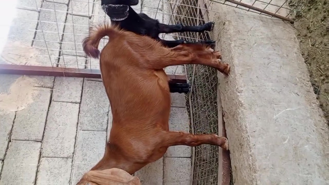 السلام عليكم زوج جدايه فحله واحدشامي قبرصي والبكع مضرب شكايه ٣اسمان درجه اولا يرهمن جني ويرهمن كصابه   مكاني سامراء الشراب يتصل بيع مستعجل ‏‪)(***********‬‏‏‪***********‬‏)@
