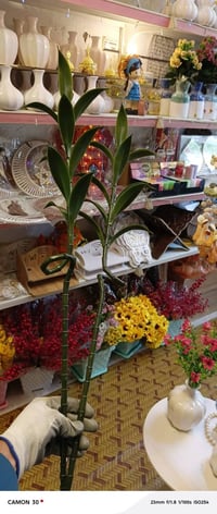 عصا موسى • عصا بامبو • اصطناعية