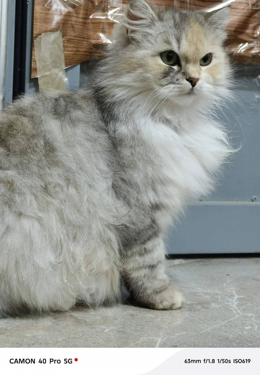 بزون أليف فووول
يتكرم في تواليت وما عنده سوالف ناقصة

قيم سعرك واردلك بتعليقات.
‏‪0778 104 0487‬‏
