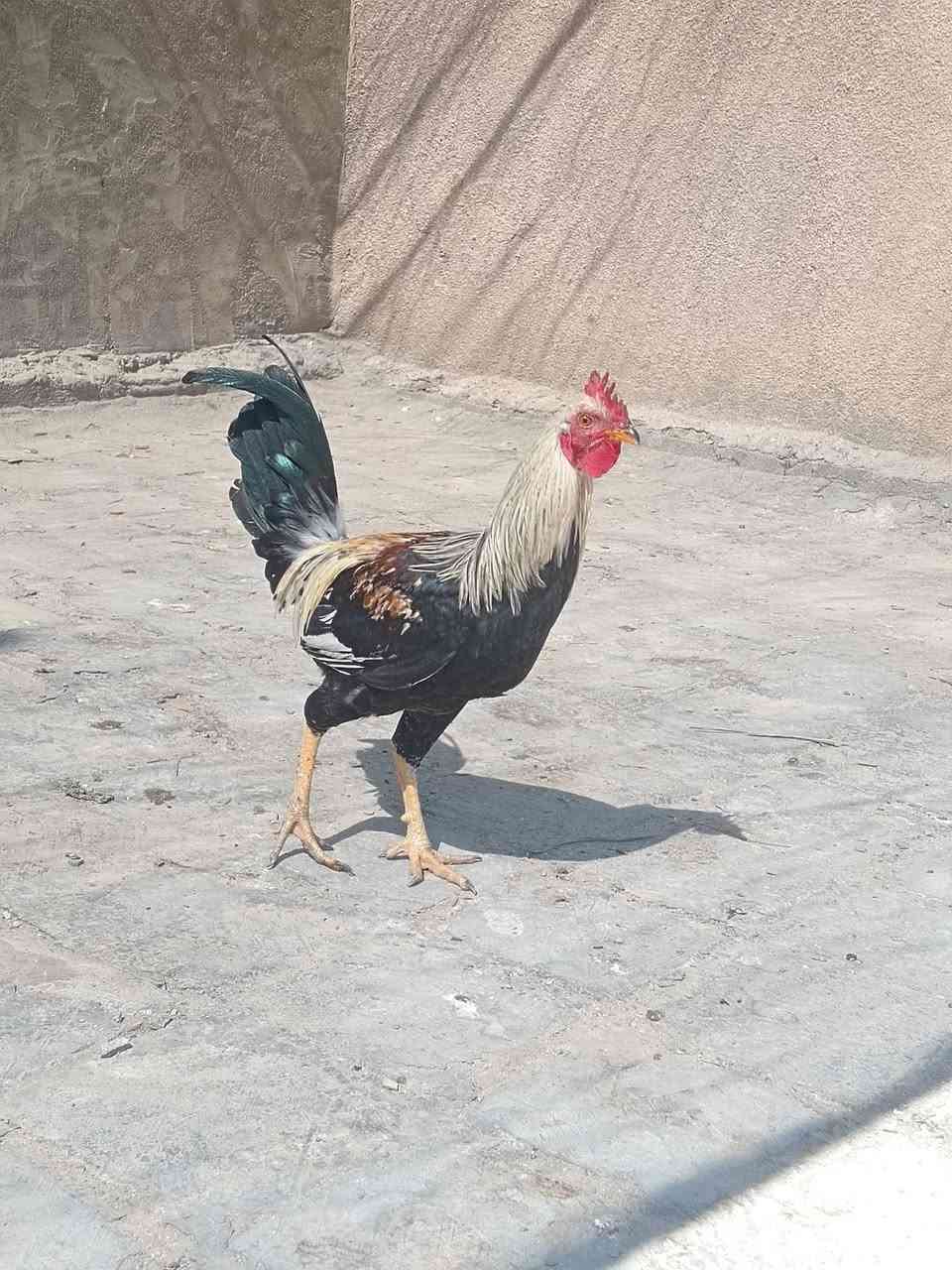 ديوكه للبيع العنوان بابل سده الهنديه منطقة العلكايه رقم الهاتف ***********
