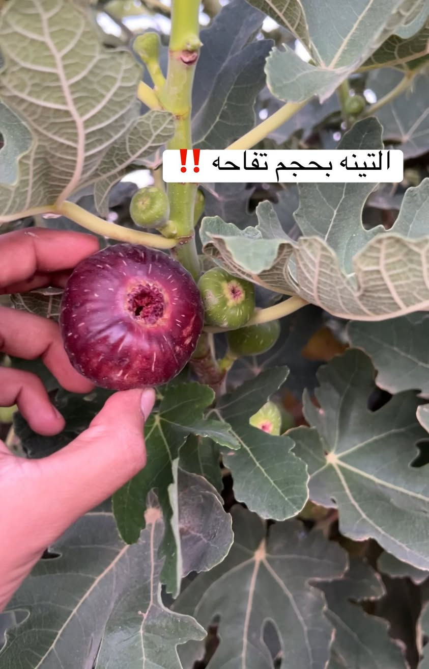 متوفر لدينا شتلات تين عبيد السعودي صنف مقاوم للحراره والملوحه كبير الثمره سكري جدا انصح بي بقوه

علماً ان الصور والانتاج من تصويرنا وزراعتنا ❤️
متوفر لدينا جمله ومفرد وكذلك ندزلك وين ما كنت


**إذا كنت صاحب هذا الإعلان وتريد حذفه لأي سبب، رجاءا أرسل رسالة إلى الدعم الفني**