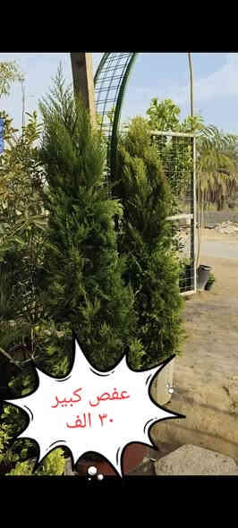 من رخصة الادمن
نباتات ضليه وخارجيه التوصيل مجاني لمناطق واحياء كربلاء الحجز واتساب 😂***********
