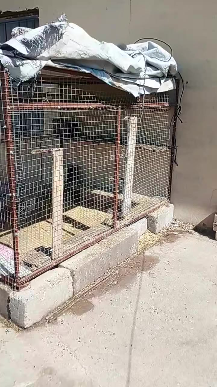 قفص للبيع السعر 120 وبي مجال


**إذا كنت صاحب هذا الإعلان وتريد حذفه لأي سبب، رجاءا أرسل رسالة إلى الدعم الفني**