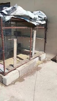 قفص • للبيع • بي مجال