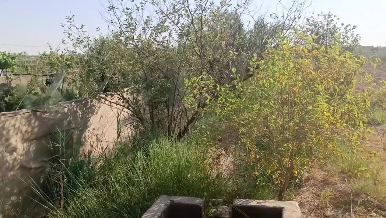 بستان للبيع تحويل مباشر دونم الموقع قرب حسين ابو الكون برندس الاستفسار على الرقم***********

