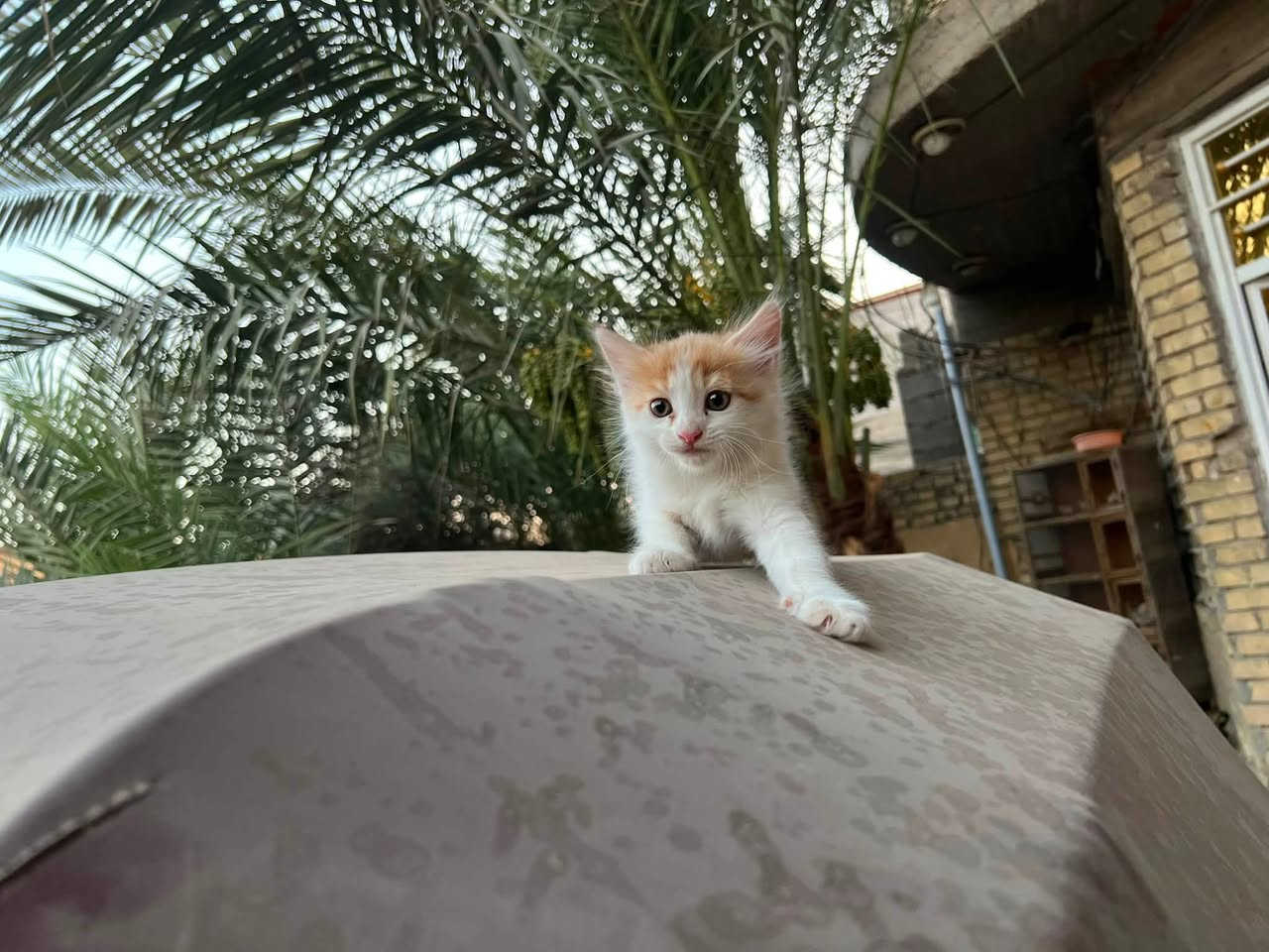 كفالة الاكروب حييها 
اكتب تم ويوصلك السعر 😶‍🌫️😶‍🌫️😶‍🌫️😶‍🌫️😶‍🌫️✌🏻


**إذا كنت صاحب هذا الإعلان وتريد حذفه لأي سبب، رجاءا أرسل رسالة إلى الدعم الفني**