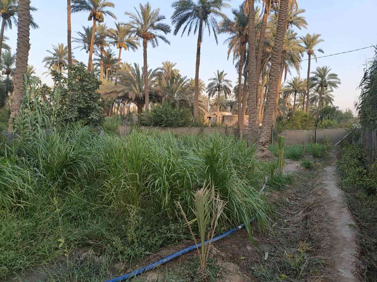 السلام عليكم ورحمة الله
قطعة للبيع طابو زراعي صرف سند 25 تحويل مباشر

المساحة 405 متر 

الخدمات كاملة أن شاء الله من ماء,كهرباء,تبليط 

العنوان: حله الشارع الرابط بين شارع 100 وبزل حجي علي تنزل على الفرعي بجهة أسواق المنكوشي مسافة 350 متر 

***********
