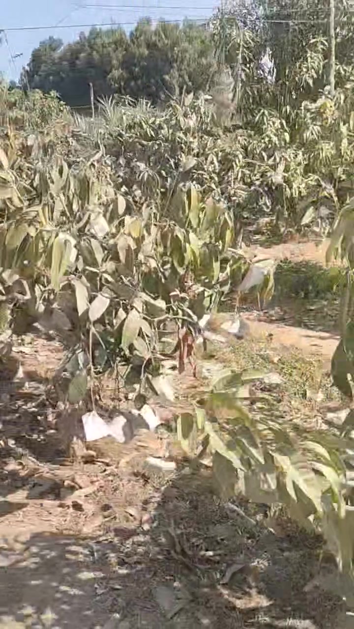 ال قاسم للعقارات المنصوريه 
🌳 مزرعة ملكية ٦ فدان للبيع - بجوار كمبوند المنصورية مباشرة 🐎
لعشاق الفخامة والاستثمار الزراعي أو السكني الراقي، نعلن عن بيع قطعة أرض مميزة بمساحة ٦ فدان في أرقى مناطق المنصورية، بجوار كمبوند المنصورية، حيث يجتمع الرقي مع الطبيعة الخلابة.
🌟 مميزات المزرعة:
✅ الموقع: بجوار "كمبوند المنصورية" مباشرة (منطقة هادئة وراقية وسهلة الوصول)
✨ لماذا هذه المزرعة؟
تعتبر المنصورية هي الوجهة الأولى لصفوة المجتمع والباحثين عن الخصوصية، والامتلاك بجوار "كمبوند المنصورية" يضمن لك جيرة راقية وقيمة عقارية تزداد باستمرار
📞 للتواصل والمعاينة (واتساب وفون):
012 87904617


**إذا كنت صاحب هذا الإعلان وتريد حذفه لأي سبب، رجاءا أرسل رسالة إلى الدعم الفني**
